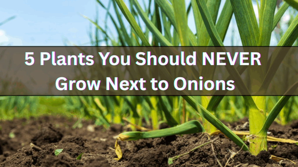 5 Plants You Should NEVER Grow Next to Onions (According to Experts)