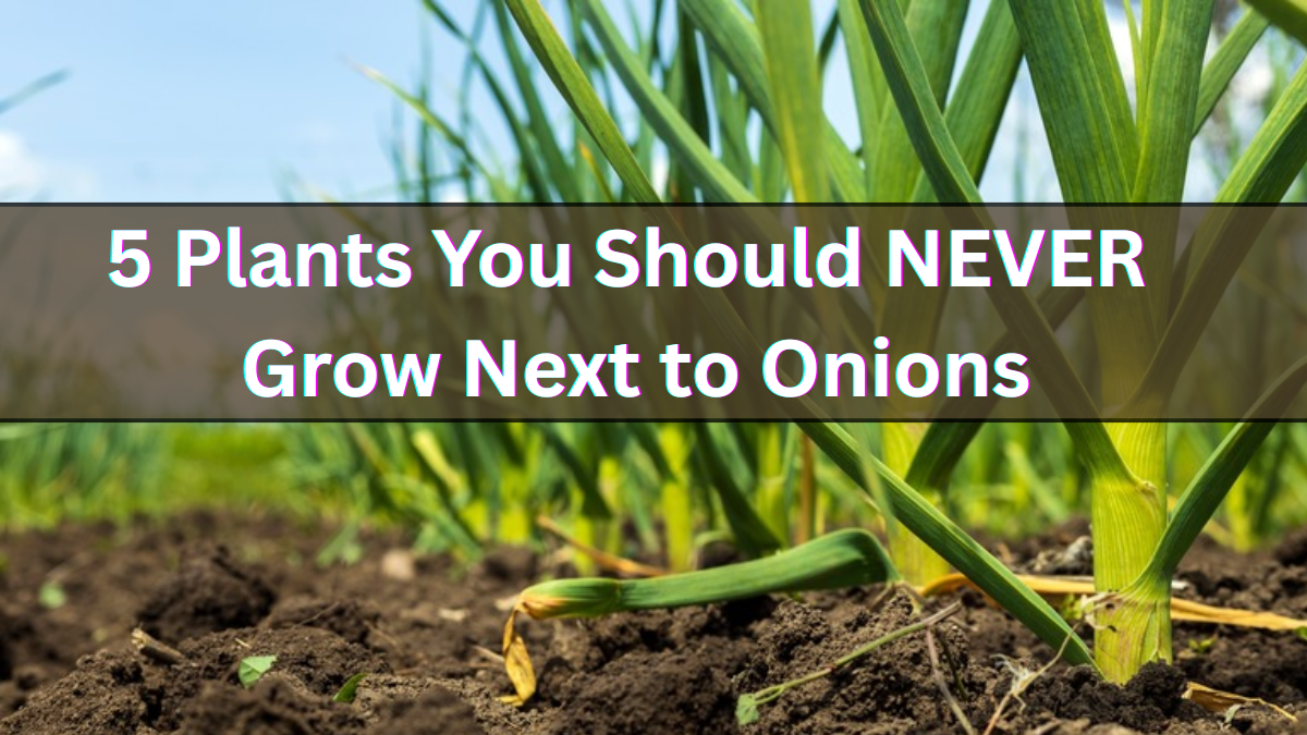 5 Plants You Should NEVER Grow Next to Onions (According to Experts)