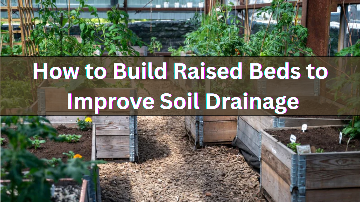 How to Build Raised Beds to Improve Soil Drainage (Step-by-Step)