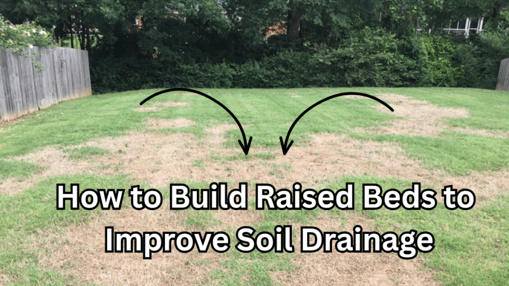 How to Revive Brown Patches Before Winter (Fast Fix Guide)