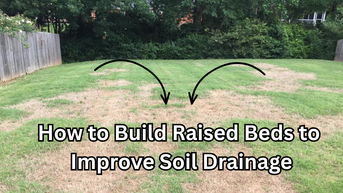 How to Revive Brown Patches Before Winter (Fast Fix Guide)