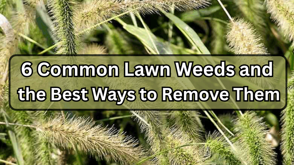 6 Common Lawn Weeds and the Best Ways to Remove Them