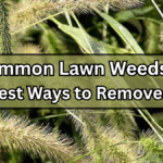 6 Common Lawn Weeds and the Best Ways to Remove Them