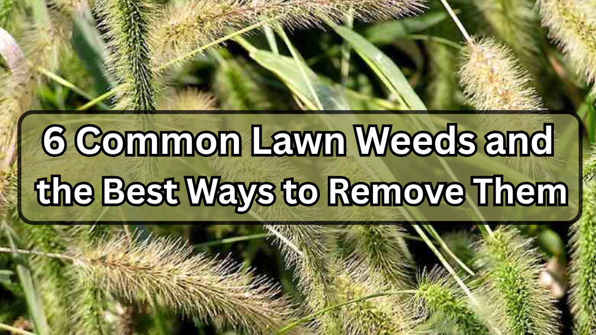 6 Common Lawn Weeds and the Best Ways to Remove Them