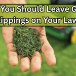 Why You Should Leave Grass Clippings on Your Lawn