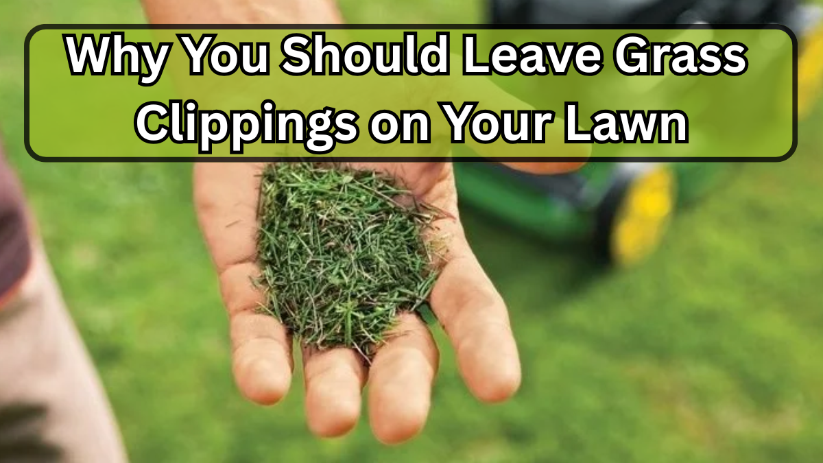 Why You Should Leave Grass Clippings on Your Lawn