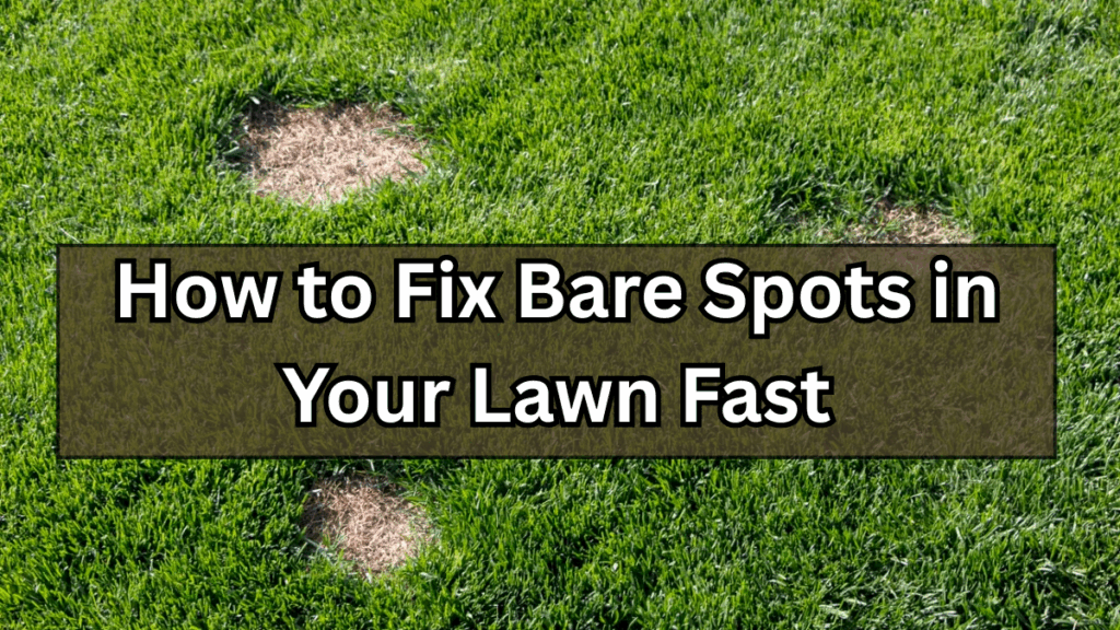 How to Fix Bare Spots in Your Lawn Fast (No Sod Needed)