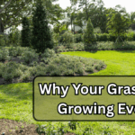 Why Your Grass Isn’t Growing Evenly (and How to Fix It)
