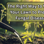 The Right Way to Water Your Lawn to Prevent Fungal Diseases