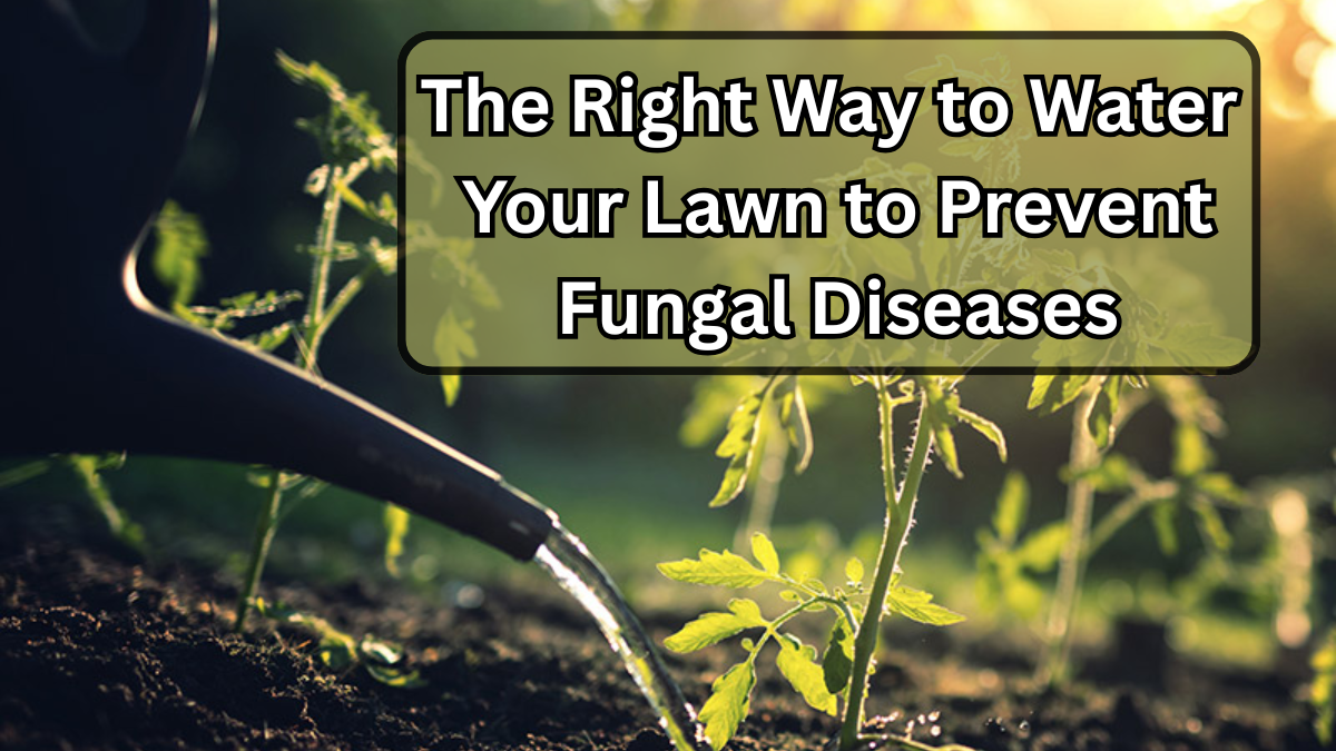 The Right Way to Water Your Lawn to Prevent Fungal Diseases