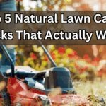 Top 5 Natural Lawn Care Hacks That Actually Work