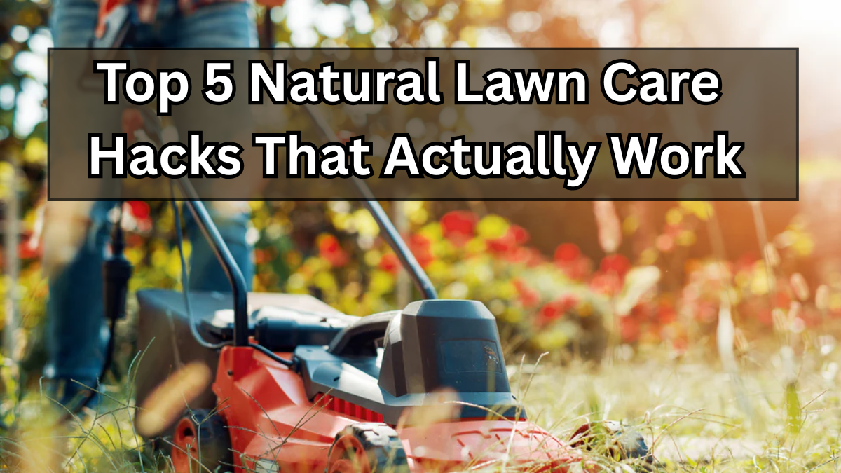 Top 5 Natural Lawn Care Hacks That Actually Work