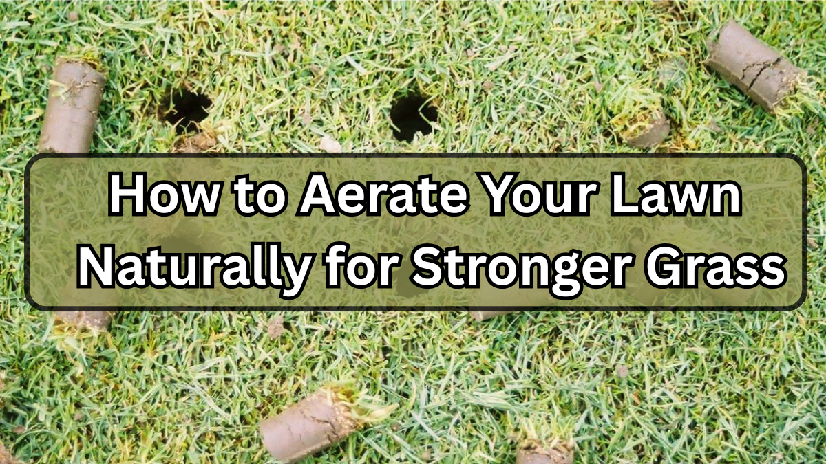 How to Aerate Your Lawn Naturally for Stronger Grass
