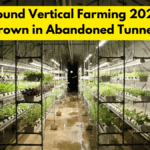Underground Vertical Farming 2026: Crops Grown in Abandoned Tunnels